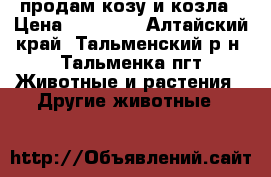 продам козу и козла › Цена ­ 12 000 - Алтайский край, Тальменский р-н, Тальменка пгт Животные и растения » Другие животные   